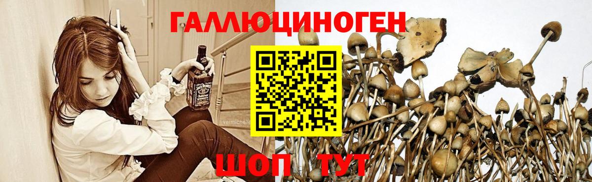 Галлюциногенные грибы Psilocybine cubensis  где купить наркоту  Курск  Вход с VPN 
